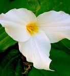 Trillium grandiflorum (Michx.) Salisb.