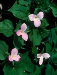 Trillium grandiflorum (Michx.) Salisb.