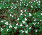 Trillium grandiflorum (Michx.) Salisb.