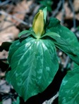 Trillium luteum (Muhl.) Harbison