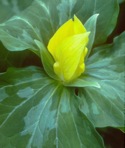 Trillium luteum (Muhl.) Harbison
