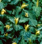 Trillium luteum (Muhl.) Harbison