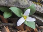 Trillium nivale Riddell