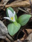 Trillium nivale Riddell