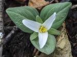 Trillium nivale Riddell