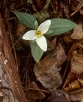 Trillium nivale Riddell