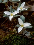 Trillium nivale Riddell
