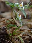 Trillium pusillum Michx. var. virginianum Fern.
