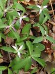 Trillium pusillum Michx. var. virginianum Fern.