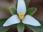 Trillium pusillum Michx. var. virginianum Fern.