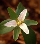 Trillium pusillum Michx. var. virginianum Fern.
