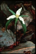 Trillium pusillum Michx. var. virginianum Fern.
