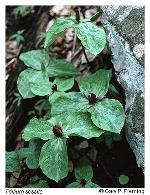 Trillium sessile L.