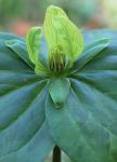 Trillium sessile L.