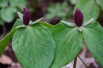 Trillium sessile L.