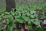 Trillium sessile L.
