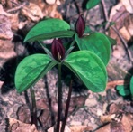 Trillium sessile L.