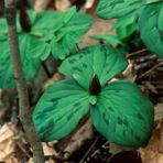 Trillium sessile L.