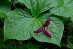 Trillium sulcatum Patrick