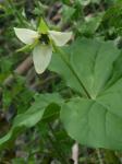 Trillium sulcatum Patrick