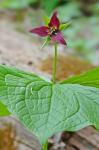 Trillium sulcatum Patrick