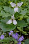 Trillium sulcatum Patrick