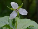 Trillium sulcatum Patrick