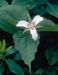 Trillidium undulatum Floden & E.E. Schilling