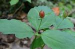 Trillidium undulatum Floden & E.E. Schilling