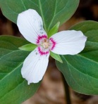 Trillidium undulatum Floden & E.E. Schilling