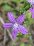 Triodanis biflora (Ruiz & Pavon) Greene
