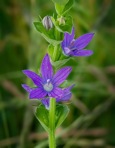 Triodanis perfoliata (L.) Nieuwl.