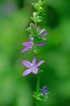 Triodanis perfoliata (L.) Nieuwl.