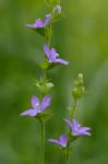 Triodanis perfoliata (L.) Nieuwl.