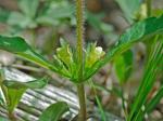Triosteum angustifolium L.