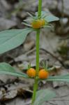 Triosteum angustifolium L.