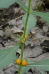 Triosteum angustifolium L.