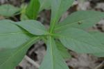 Triosteum angustifolium L.