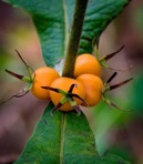 Triosteum aurantiacum Bickn. var. aurantiacum