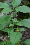 Triosteum aurantiacum Bickn. var. aurantiacum