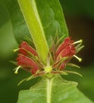 Triosteum aurantiacum Bickn. var. aurantiacum