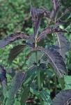 Triosteum perfoliatum L.
