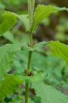 Triosteum perfoliatum L.
