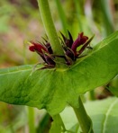 Triosteum perfoliatum L.