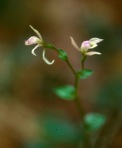 Triphora trianthophora (Sw.) Rydb. ssp. trianthophora