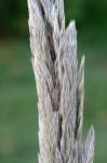 Tripidium ravennae (L.) Scholz