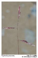 Triplasis purpurea (Walt.) Chapman var. purpurea