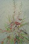 Triplasis purpurea (Walt.) Chapman var. purpurea