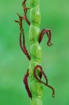 Tripsacum dactyloides (L.) L. var. dactyloides