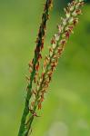 Tripsacum dactyloides (L.) L. var. dactyloides